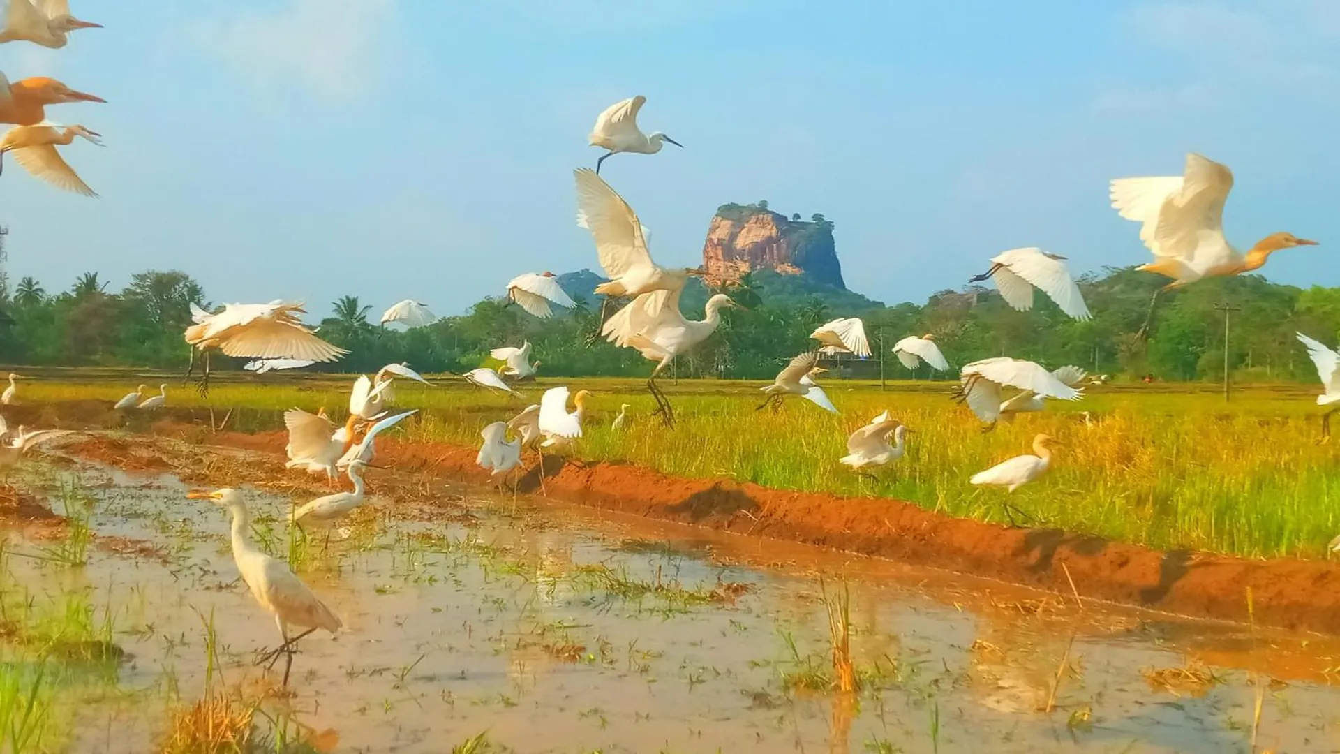 Nice View Lodge Sigiriya